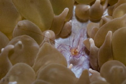 Chocolate kisses and a happy shrimp
Bubble coral shrimp ... by Takma Lherminier 